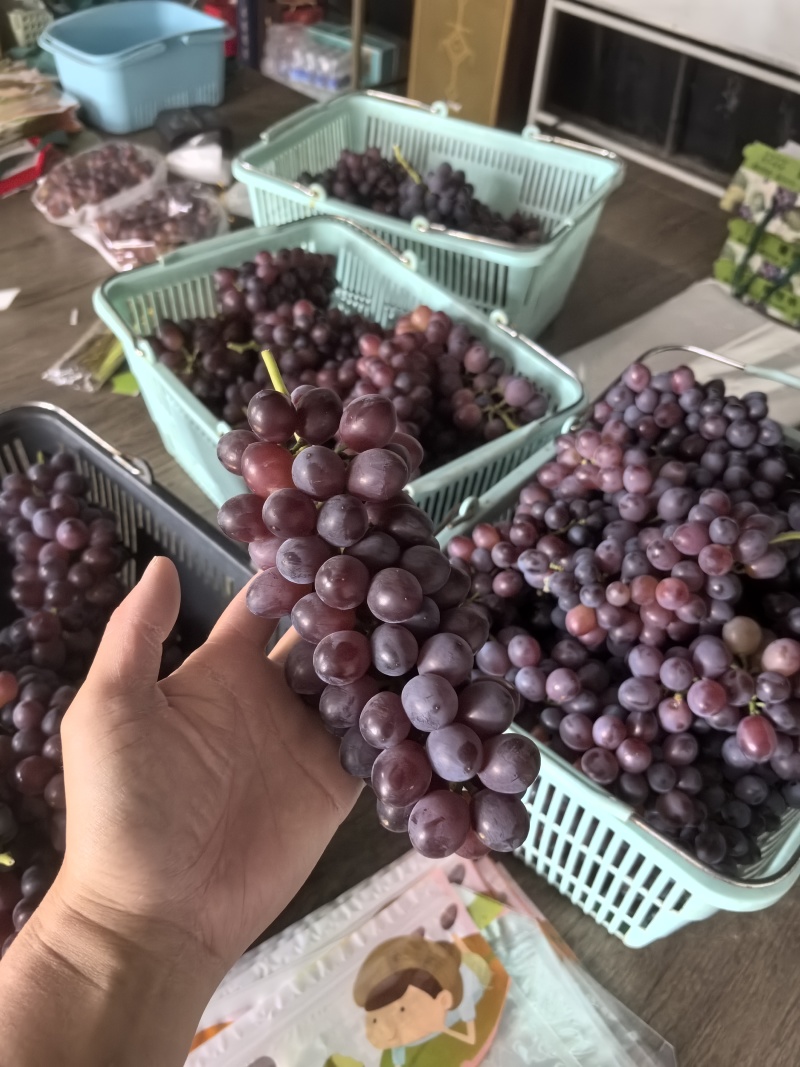 早霞玫瑰葡萄
