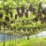 早霞玫瑰葡萄