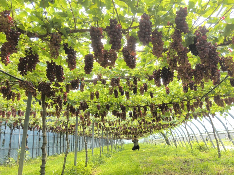 早霞玫瑰葡萄