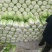 青杂三号白菜7斤以上净菜
