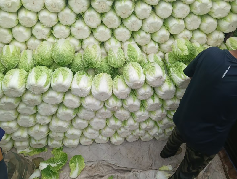 青杂三号白菜7斤以上净菜