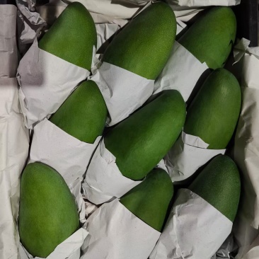 大青芒果