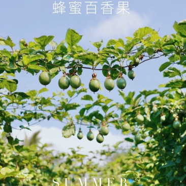 百香果