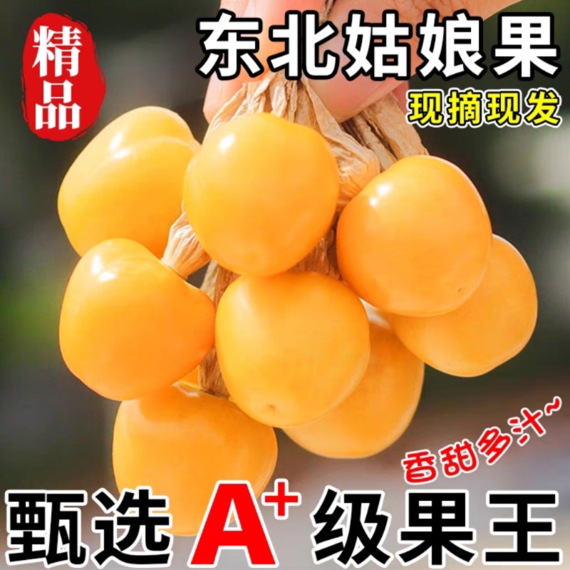 菇娘果，姑娘果，灯笼果，黄金豆