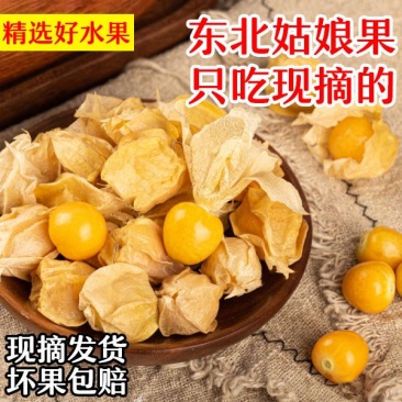 菇娘果，姑娘果，灯笼果，黄金豆
