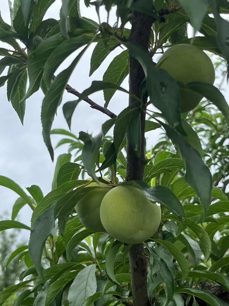 蜂糖李