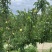 蜂糖李