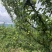 蜂糖李