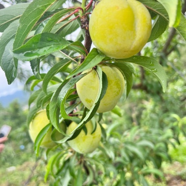 蜂糖李