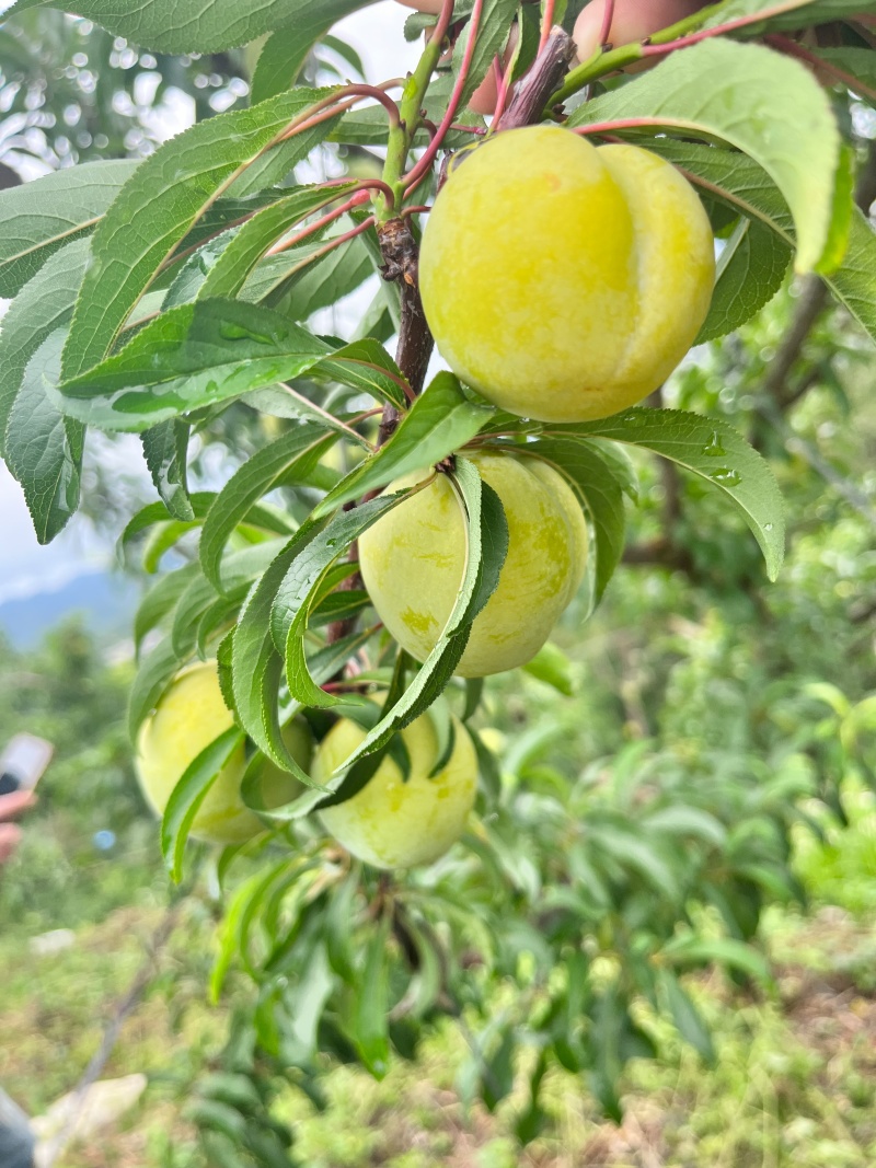 蜂糖李