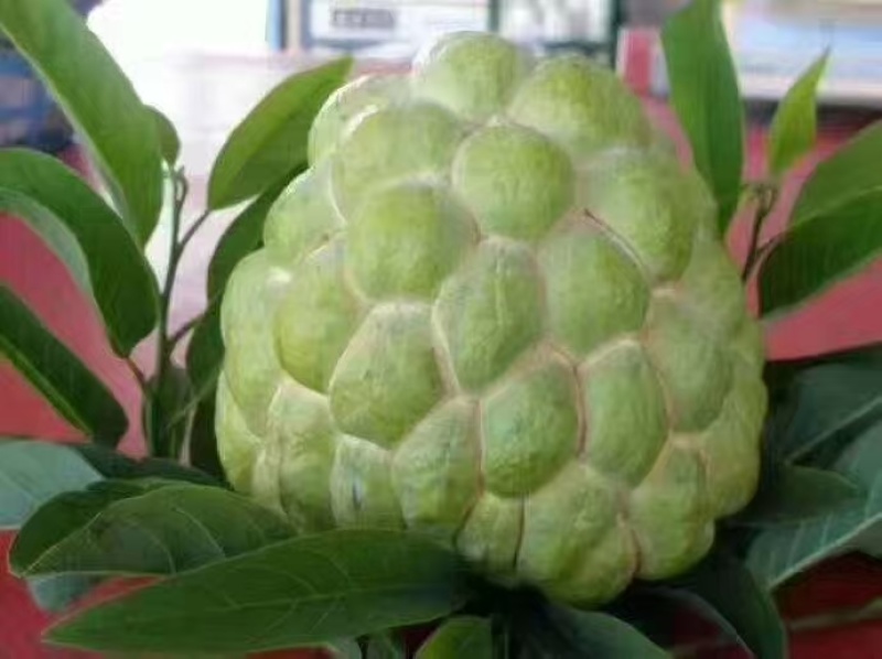 释迦果苗