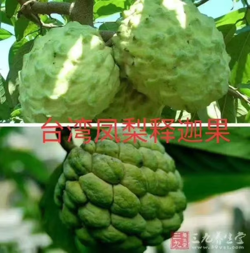 释迦果苗