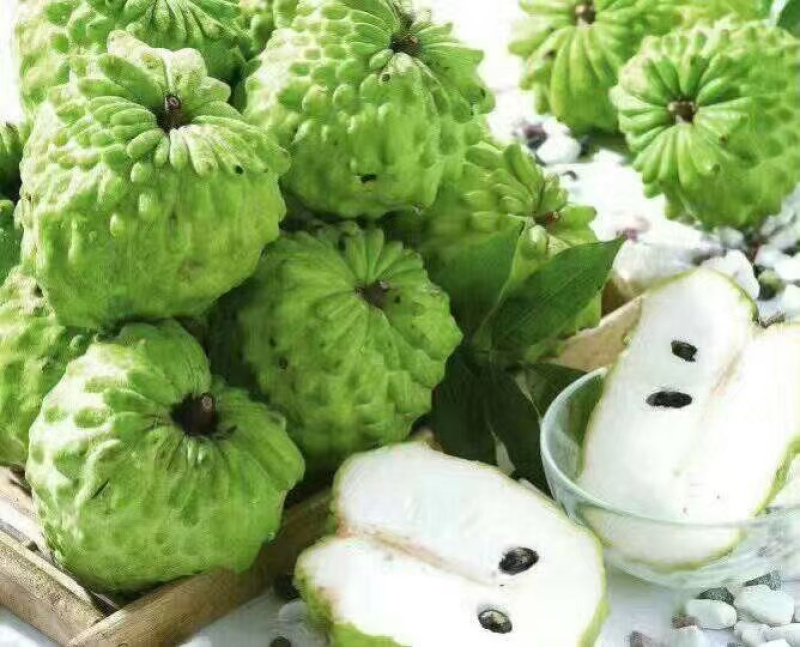 释迦果苗