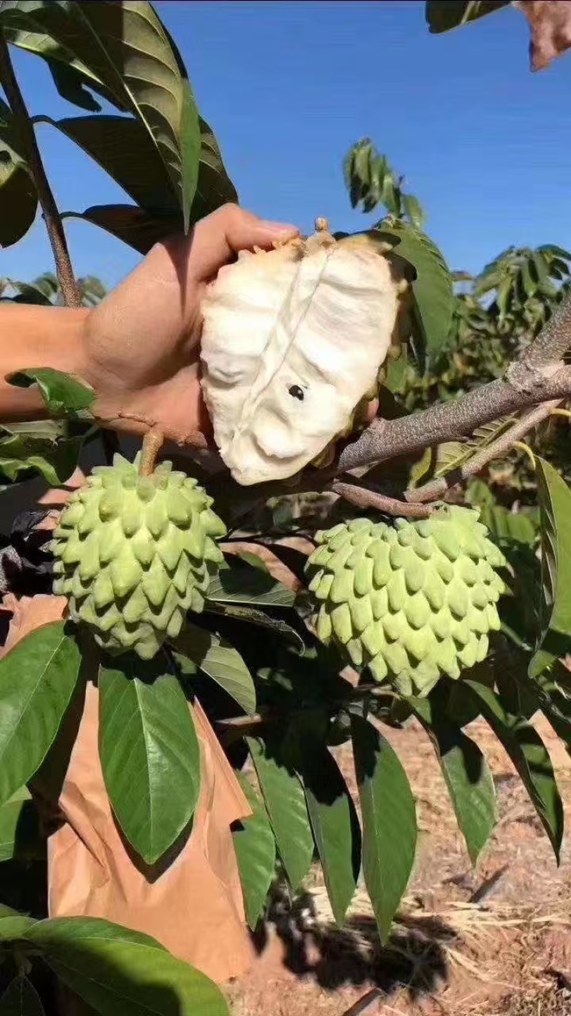 释迦果苗
