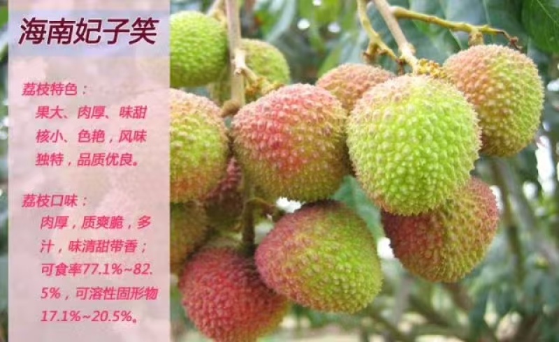 妃子笑荔枝苗广东育苗基地直供价格美丽欢迎电话联系