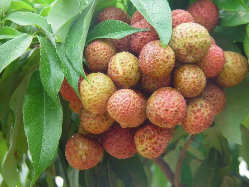 糯米糍荔枝苗