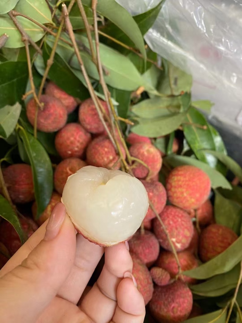 糯米糍荔枝苗