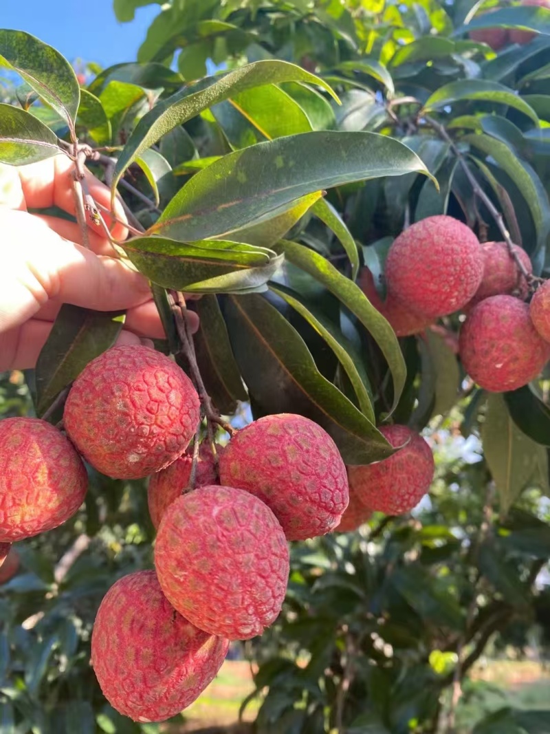 桂味荔枝苗
