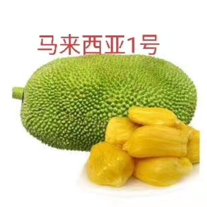 菠萝蜜苗广东揭阳育苗基地直供价格美丽欢迎电话联系