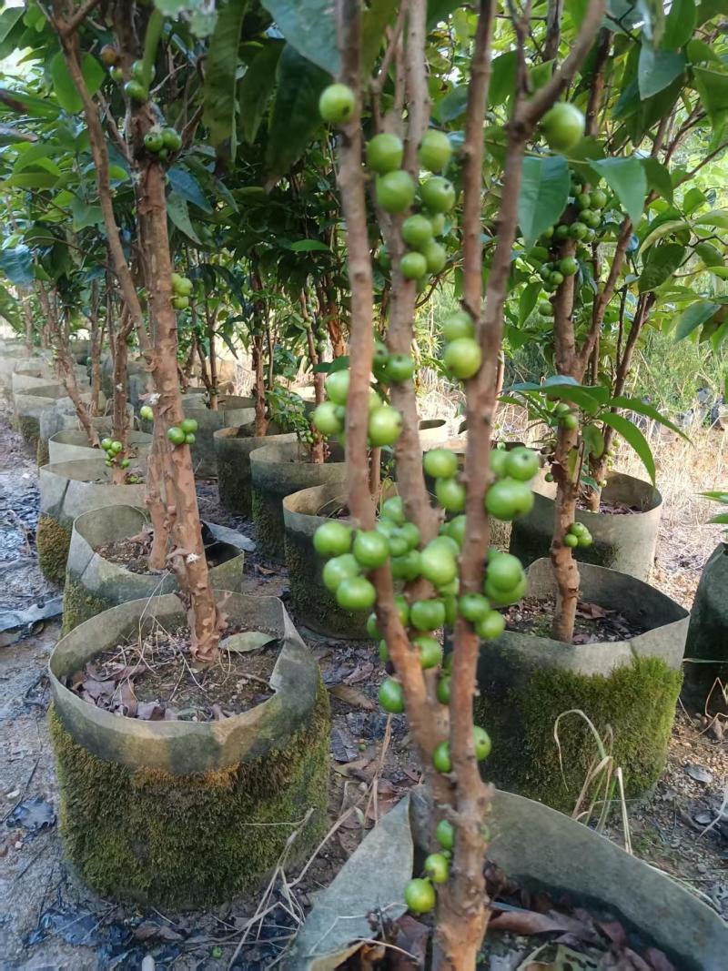 沙巴8年嘉宝果苗