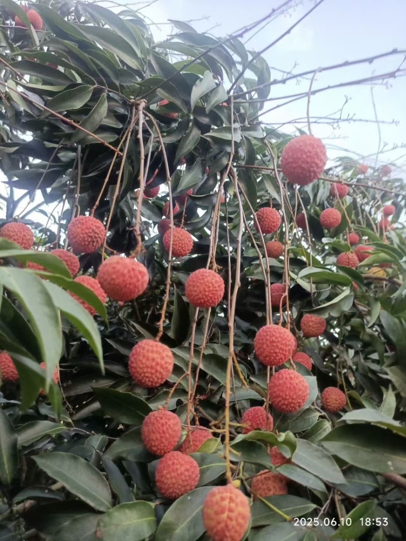 黑叶荔枝现摘现卖不包邮