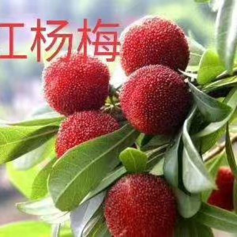 大个甜红杨梅，广东省普宁市基地直接发货，欢迎您随时联系！