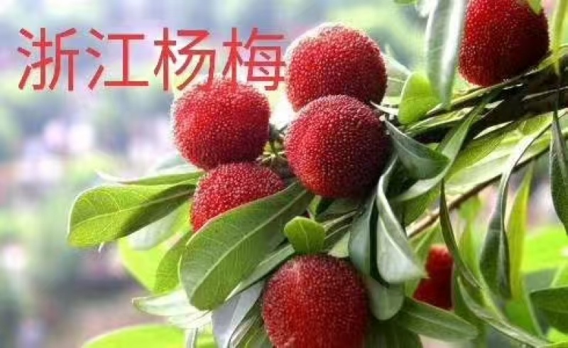 大个甜红杨梅，广东省普宁市基地直接发货，欢迎您随时联系！