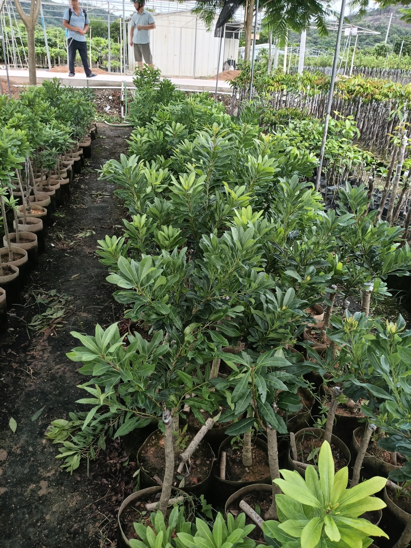 大个甜红杨梅，广东省普宁市基地直接发货，欢迎您随时联系！