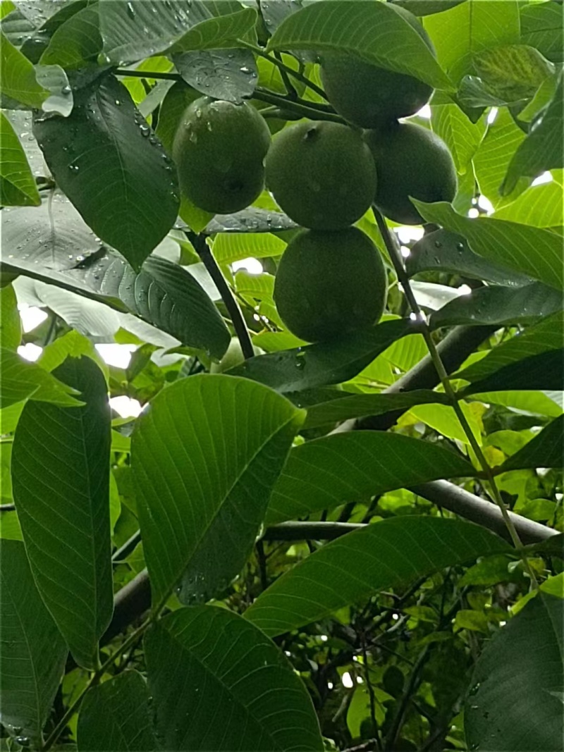 大凉山核桃，薄皮，果农直销，可以代收，可以直供