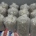 水蛭干品菲牛蛭冻干医蛭冻干宽体金线蛭冻干蚂蟥干