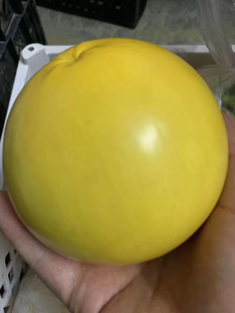 超大黄晶果苗