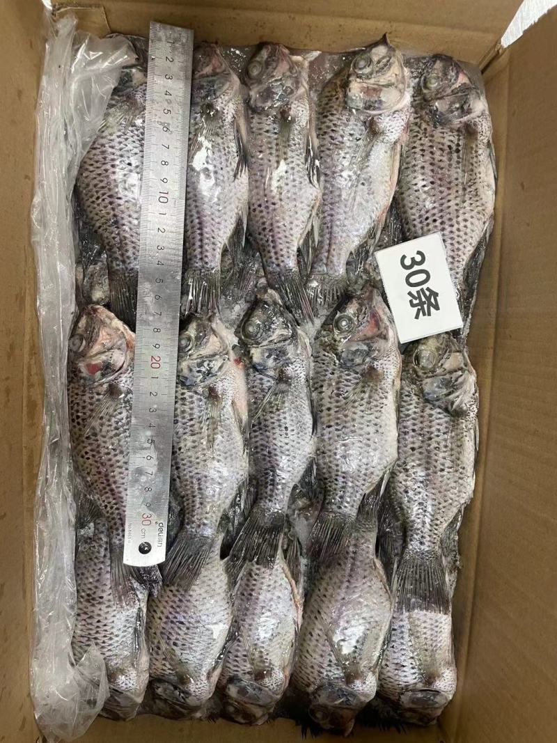 三去罗非鱼8斤30条装新鲜速冻罗非鱼酒店烧烤店餐饮商