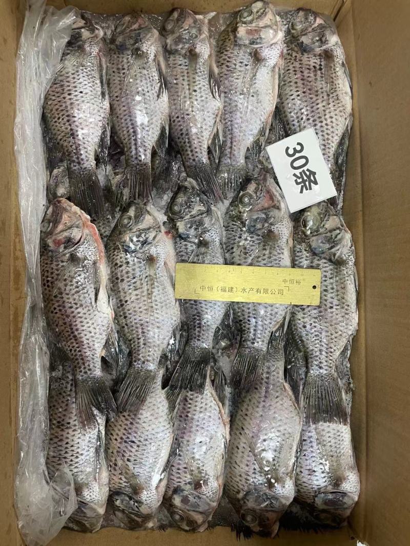 三去罗非鱼8斤30条装新鲜速冻罗非鱼酒店烧烤店餐饮商