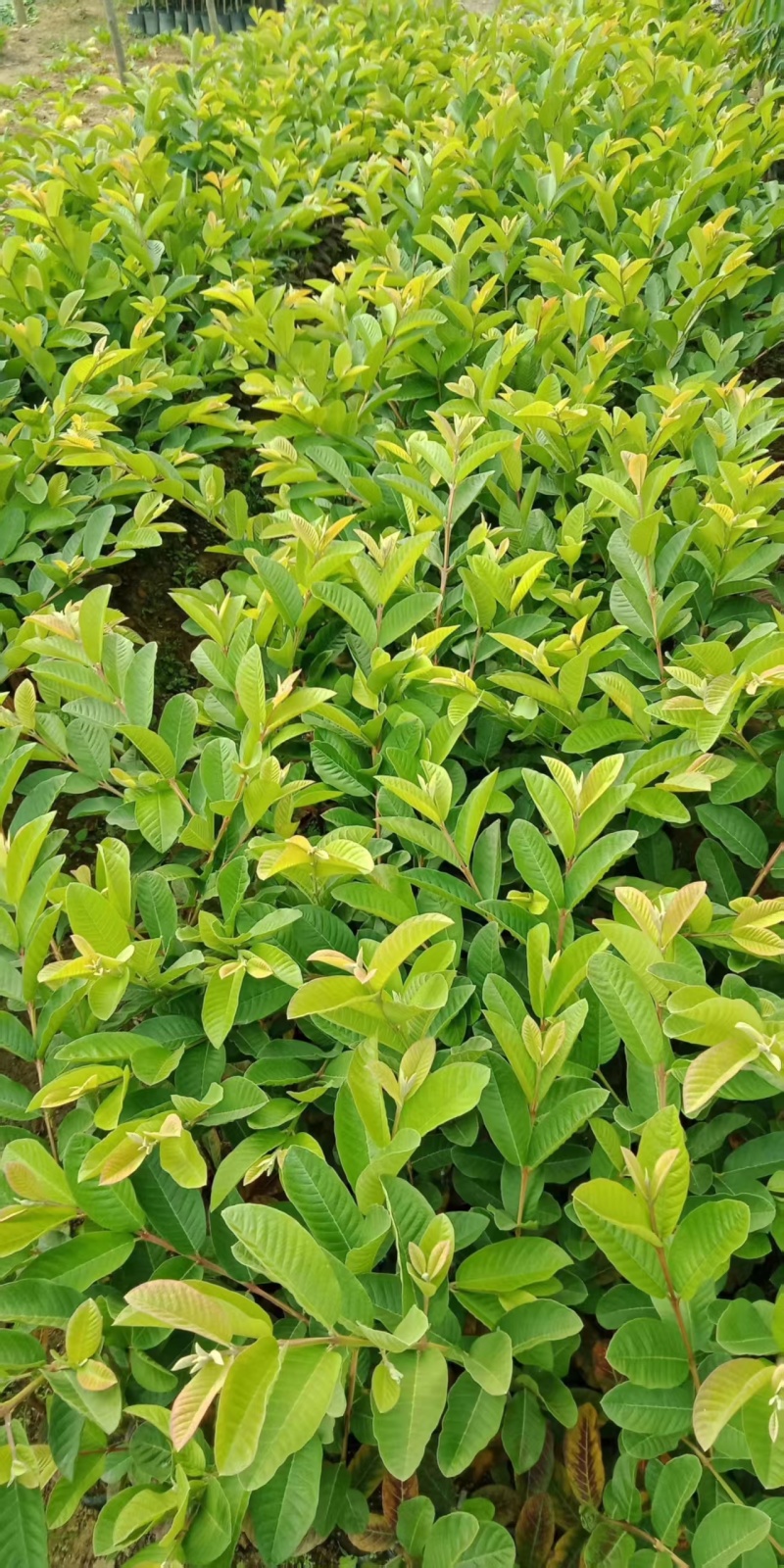 珍珠四季白肉番石榴果苗，基地直接发货，量大从优！