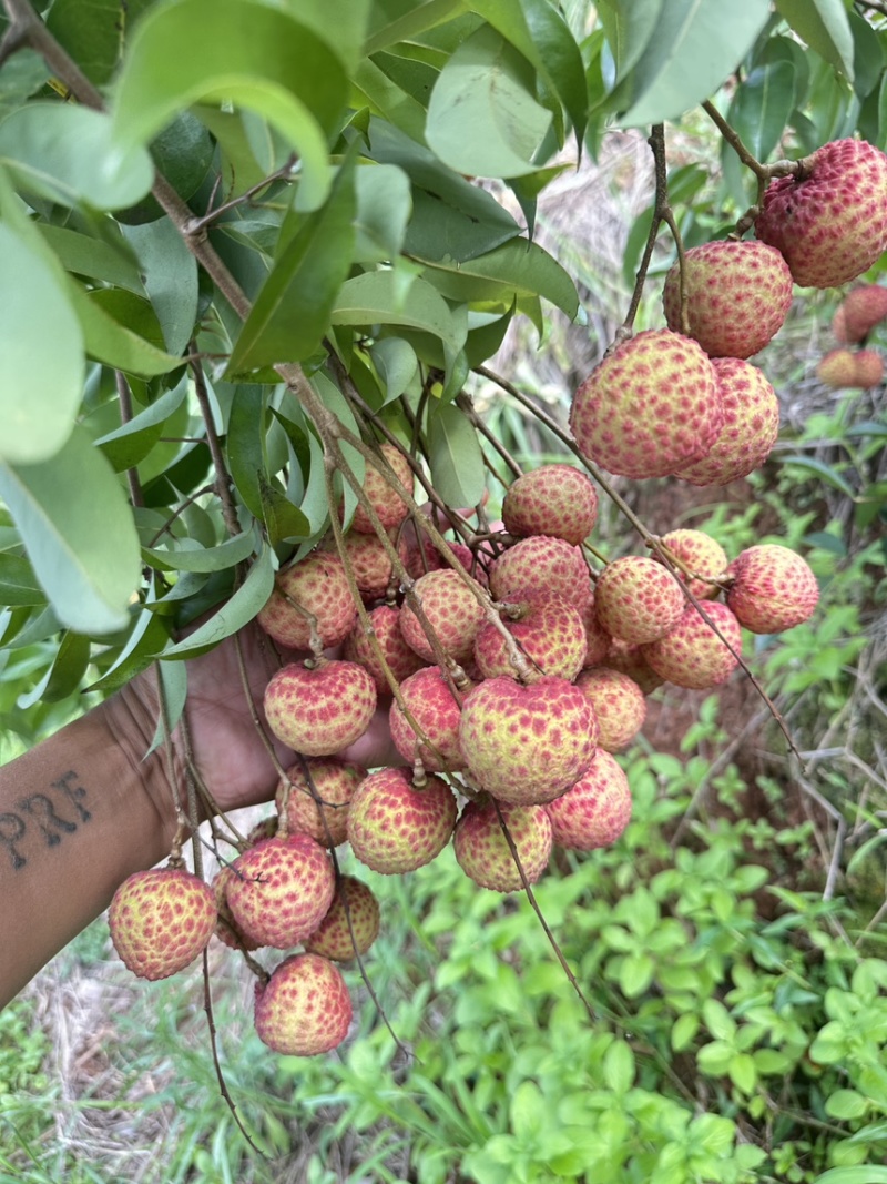 广东玉荷包荔枝/糯米糍精品大量供应商超电商市场/全国发货