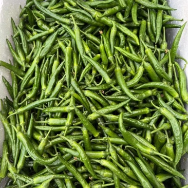 精品樟树椒，基地种植
