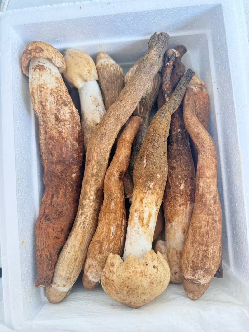 大凉山优质鸡枞。高山鸡枞大白鸡枞1火把鸡枞