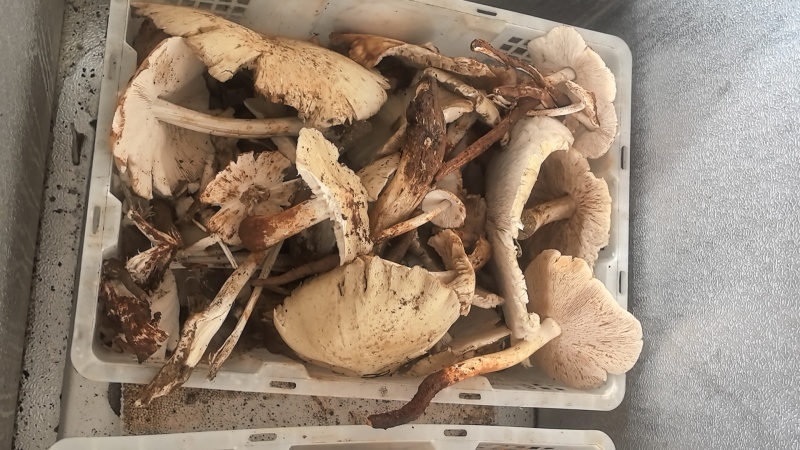 大凉山优质鸡枞。高山鸡枞大白鸡枞1火把鸡枞