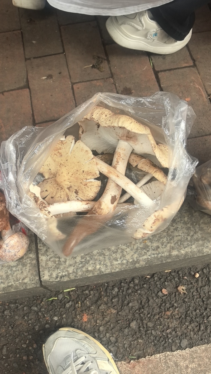 大凉山优质鸡枞。高山鸡枞大白鸡枞1火把鸡枞