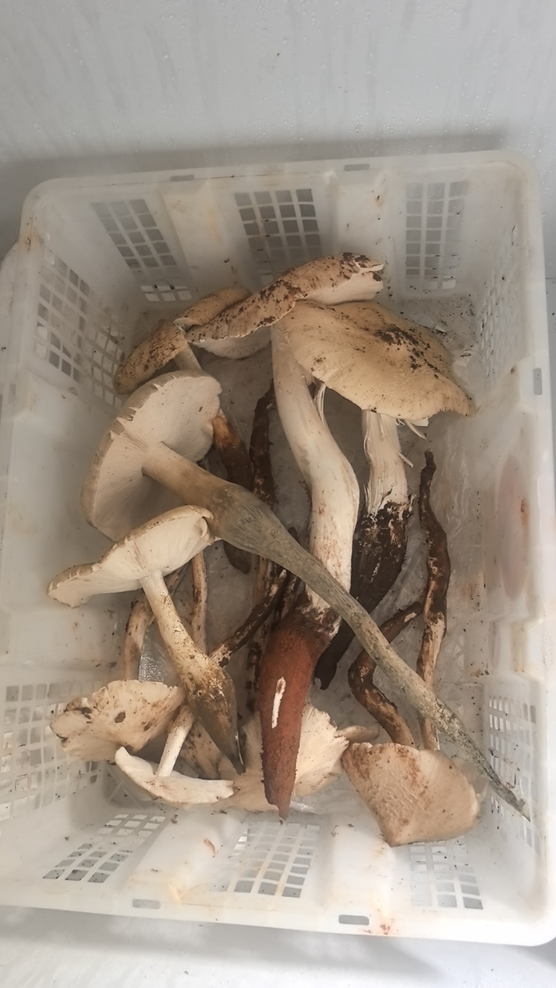 大凉山优质鸡枞。高山鸡枞大白鸡枞1火把鸡枞