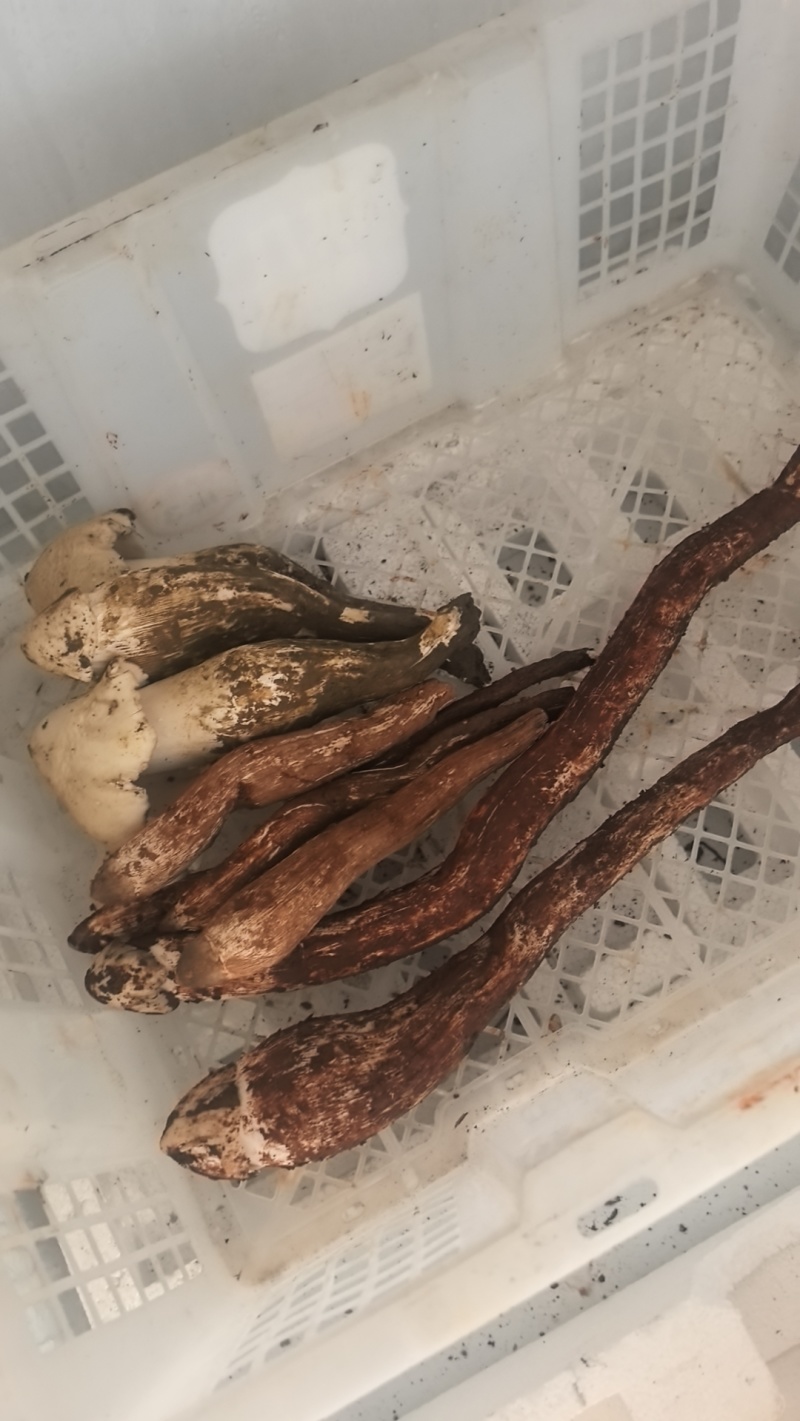 大凉山优质鸡枞。高山鸡枞大白鸡枞1火把鸡枞