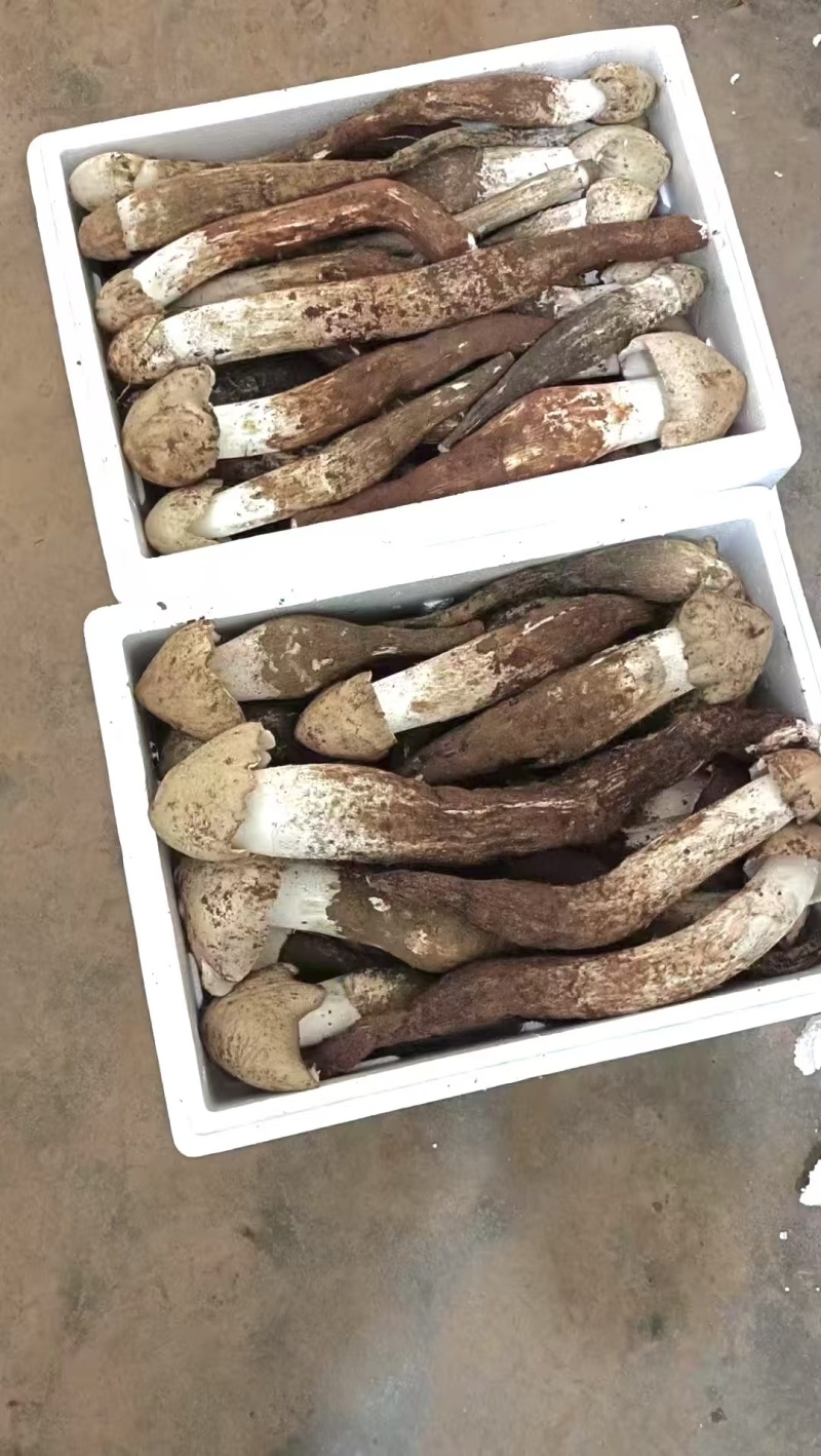 大凉山优质鸡枞。高山鸡枞大白鸡枞1火把鸡枞
