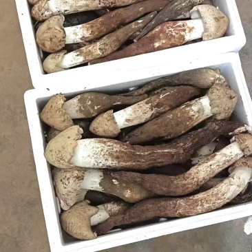 大凉山优质鸡枞。高山鸡枞大白鸡枞1火把鸡枞