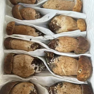 云南冰冻美味牛肝菌，产地直发，都是批发价有意向的老板联系