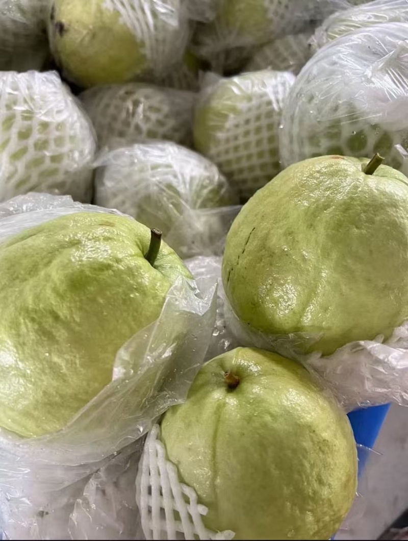 番石榴芭乐