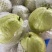 番石榴芭乐