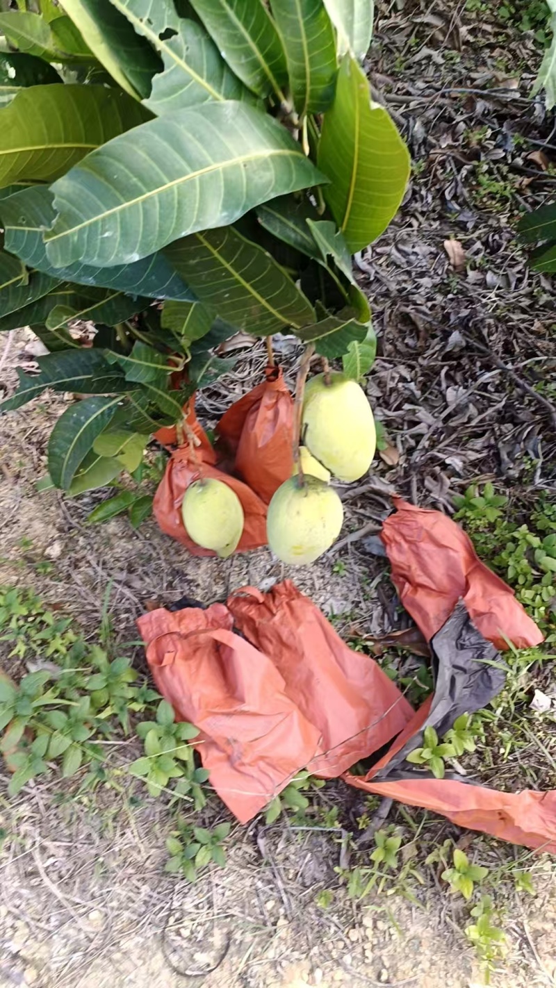 金煌芒果内Q弹皮薄核小电白产区现摘现发