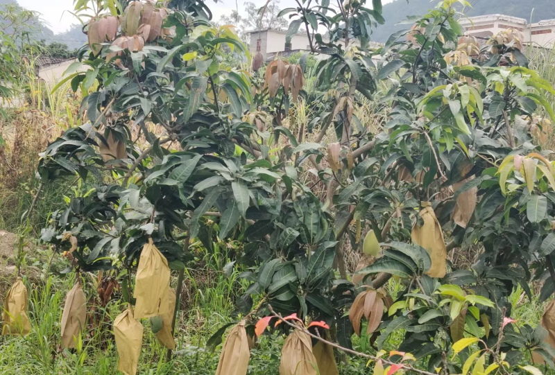 金煌芒果内Q弹皮薄核小电白产区现摘现发