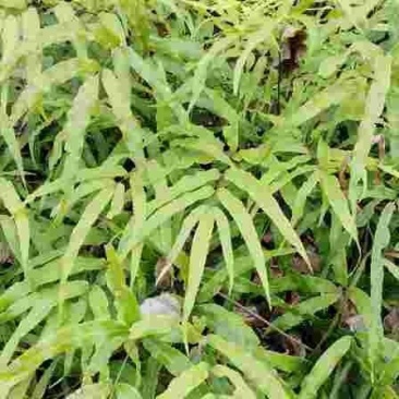 云南凤尾草带根鸡爪种苗中药材新鲜凤凰可食用金鸡井栏井边野