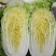 金玲黄黄心白菜种子口感好绿叶黄芯早熟高产商品性